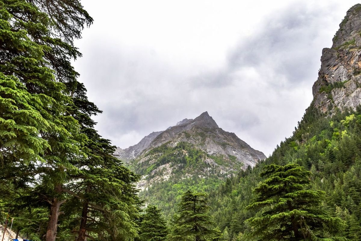 Deodar forest on the road to the Gangotri temple
