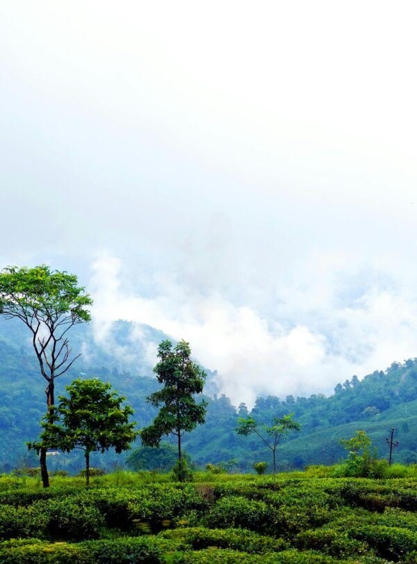 Taxi Service & Tempo Traveller on Rent in Noida - Mithila Travels